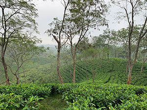 LIFEBRANDS@Jalinga Tea Run – ein Rückblick