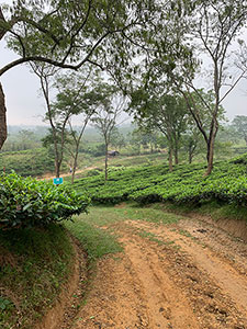 LIFEBRANDS@Jalinga Tea Run – ein Rückblick