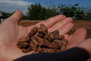 LIFEBRANDS around the World: Zu Besuch im Ursprung von Kakao & Kaffee